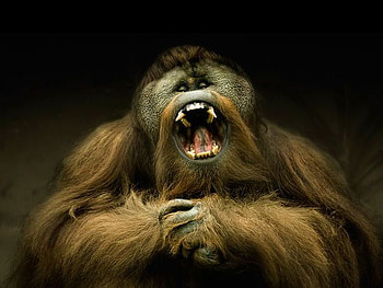 Scary Monkey, scary, monkey, big, , mouth HD wallpaper