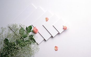 Plants, Flowers, Roses HD wallpaper