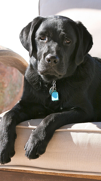 Black Dog, Adorable, Breed, Dog HD phone wallpaper