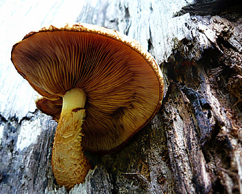 fungus in the rain, nature, zavaidoc, rain, fungus HD wallpaper