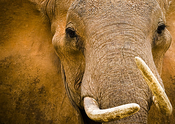 Old Soul, soul, elephant, eyes, face, tusks HD wallpaper