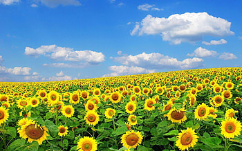 Flower fields, Blooming colors, Nature's spectacle, Spring beauty HD wallpaper