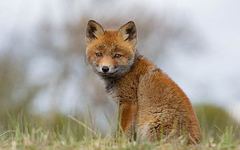 Fox Cub, cute, animal, cub, fox HD wallpaper