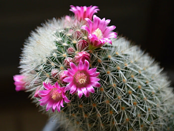 PINK CACTUS FLOWERS, PRETTY, FLOWERS, CACTUS, PINK HD wallpaper