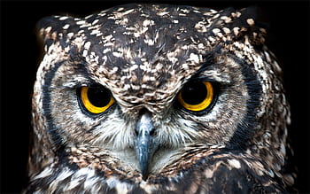 Intense close-up of a Spotted Eagle Owl showcasing its detailed plumage and piercing eyes. HD wallpaper