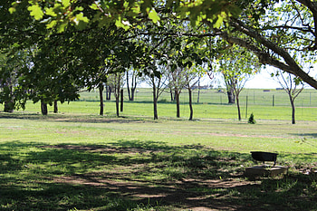 Vrede, trees, farm, peace, green HD wallpaper
