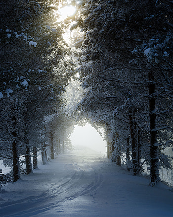 Alley, Winter, Nature, Trees, Snow, Track HD phone wallpaper