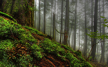 Landscape, Trees HD wallpaper