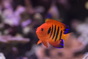 Angelfish, Flame Angelfish, High Definition, Baltana HD wallpaper