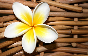 Plumeria, white, decoratio, yellow, flower, nature, flowers HD wallpaper
