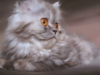 Animals, Cats HD wallpaper