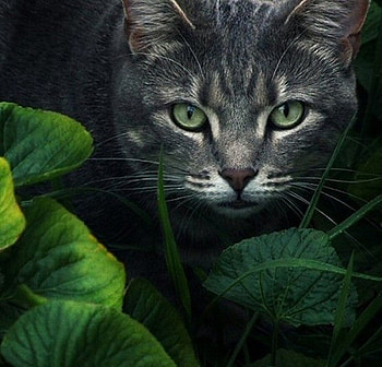 Cat Haven, sweet, animal, leaves, kitty, green, eyes HD wallpaper