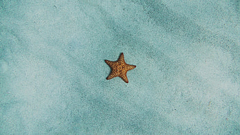 Starfish, blue, summer, water HD wallpaper