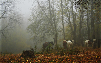 Horses in a foggy forest HD wallpaper