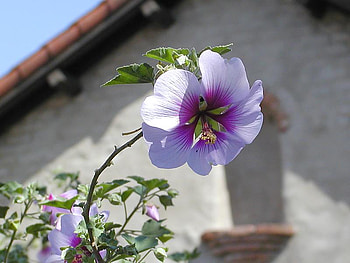 PRETTY PURPLE, purple, plant, pretty, flower HD wallpaper