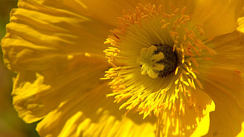 Beauty of yellow, gorgeous, yellow, flower, bright HD wallpaper
