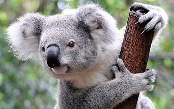 Koala, Animals, Bear, Adorable HD wallpaper