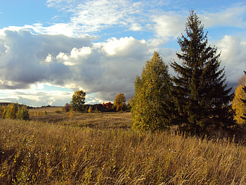 Nature, Trees, Grass, Autumn, Field, Fir, Spruce, Withered, It's A Sly, Polyana, Glade, Meadow HD wallpaper