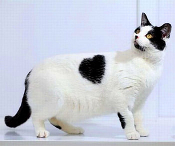 Cats are love, animal, love, white and black, blue background, cat, heart shape marking HD wallpaper
