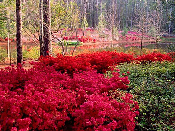 Garden 4 Tourists , nature, beauty HD wallpaper
