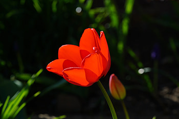 Red tulip, beautiful, flower HD wallpaper