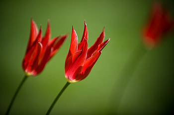 Flowers, Tulips, Close-Up, Royal, Two HD wallpaper