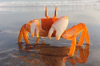 Crab, fish, sand, water HD wallpaper