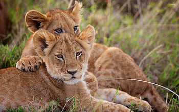 Captivating animal cubs, Striking , Samantha's post, Wildlife wonders HD wallpaper