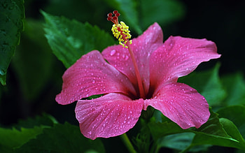 Hibiscus, pink, macro, flower HD wallpaper