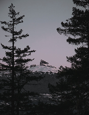 Nature, Sunset, Mountain, Vertex, Top, Branches, Snow Covered, Snowbound HD phone wallpaper