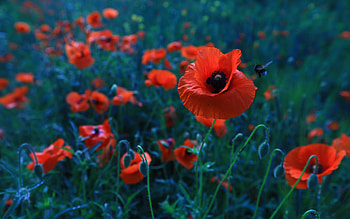 Poppy, nature, red, flower HD wallpaper