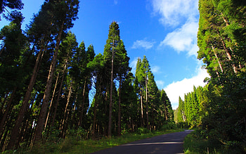 Landscape, Trees, Roads HD wallpaper