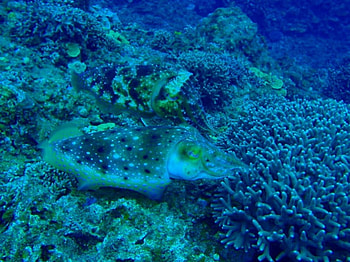 Cuttlefish, blue, fish, nature, water HD wallpaper