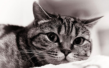 Animals, Cat, Muzzle, Sadness, Sight, Opinion, Bw, Chb, Sorrow HD wallpaper
