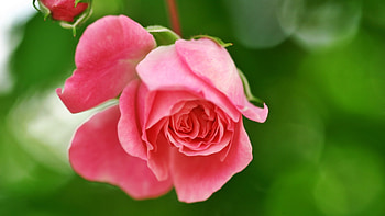 Pink Rose, rose, garden, pink, flower HD wallpaper