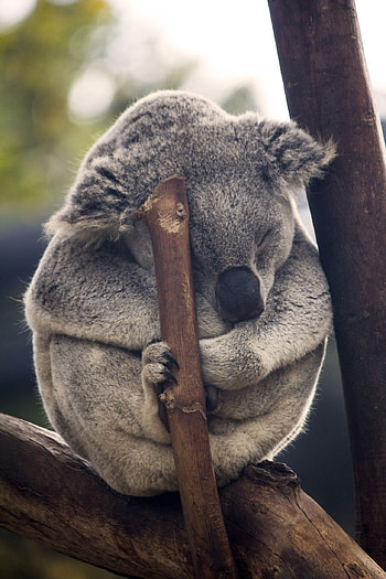 Cute koala, Top , Cute backgrounds, Koala HD phone wallpaper