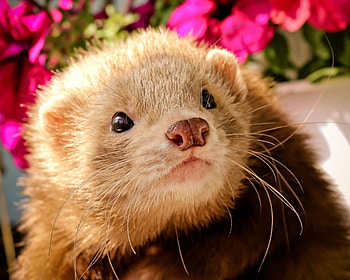 Animals, Muzzle, Sight, Opinion, Animal, Polecat, Ferret HD wallpaper