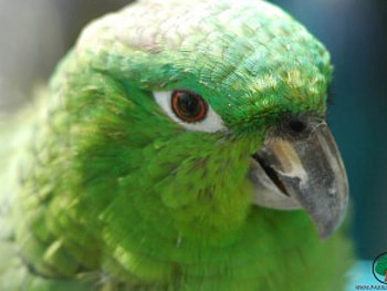 adi, birds, animals HD wallpaper