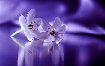 White Flowers Purple Background HD wallpaper
