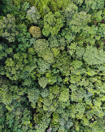 Nature, Trees, View From Above, Forest HD phone wallpaper