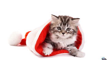 For > Christmas Cat HD wallpaper
