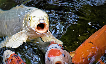 Premofisch Koifutter by Coppens, Koi & Teich blog, High-quality feed, Optimal health HD wallpaper