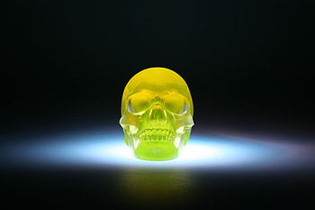 3D, Skull, 3D Model HD wallpaper