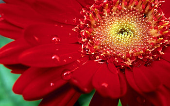 Drops, Flower, Macro, Petals HD wallpaper