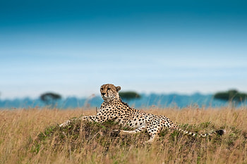 Animals, Grass, Cheetah, Leopard, Big Cat, Relaxation, Rest HD wallpaper