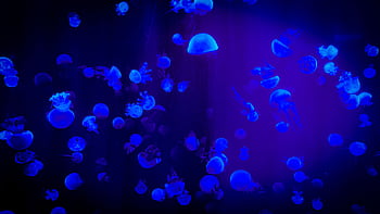 Captivating view of jellyfish glowing in neon blue, showcasing marine beauty in Beijing aquarium. HD wallpaper