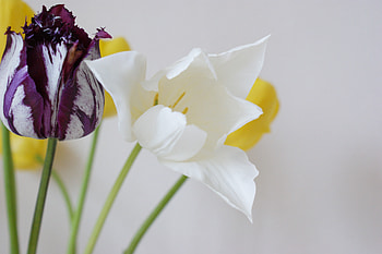 Flowers, Tulips, Disbanded, Different, Stems, Licentious HD wallpaper