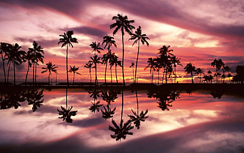 Beautiful sunset, Palm trees by the ocean, Scenic view, Coastal paradise HD wallpaper