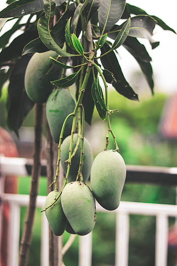 Close-up of unripe mangoes on a tree branch in Dharan, showcasing nature's bounty in Nepal. HD phone wallpaper