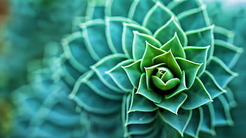 Succulent plant, creation, plants, succulents, graphy, prehistoric, green, nature HD wallpaper